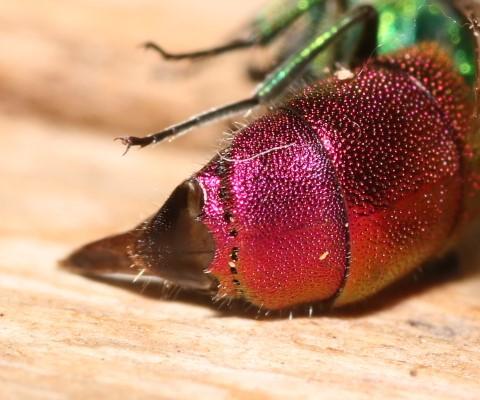 Chrysis clarinicollis